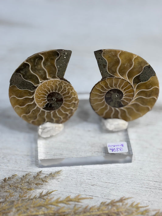 Ammonite Fossil Set with Display Stand – Natural Spiral Fossil Pair